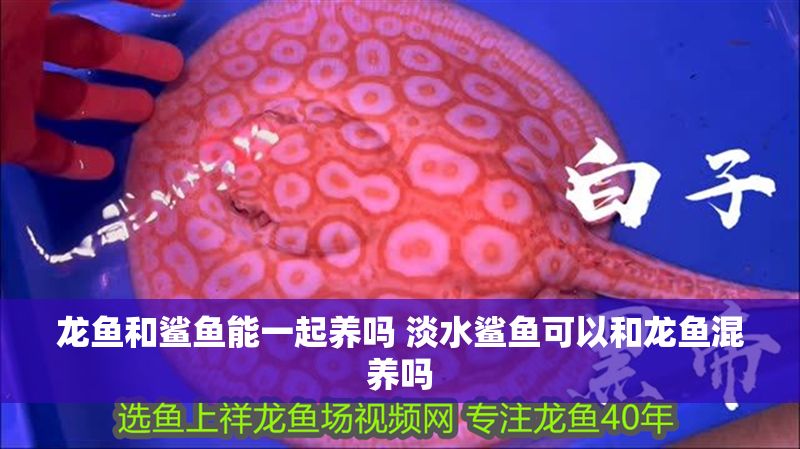 龍魚和鯊魚能一起養(yǎng)嗎 淡水鯊魚可以和龍魚混養(yǎng)嗎