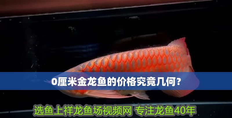 0厘米金龍魚的價(jià)格究竟幾何？ 0厘米金龍魚的價(jià)格究竟幾何？ 水族問答