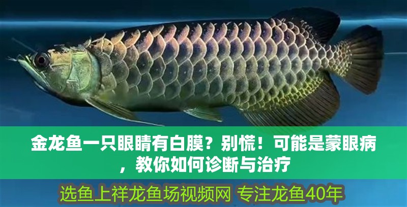 金龍魚一只眼睛有白膜？別慌！可能是蒙眼病，教你如何診斷與治療