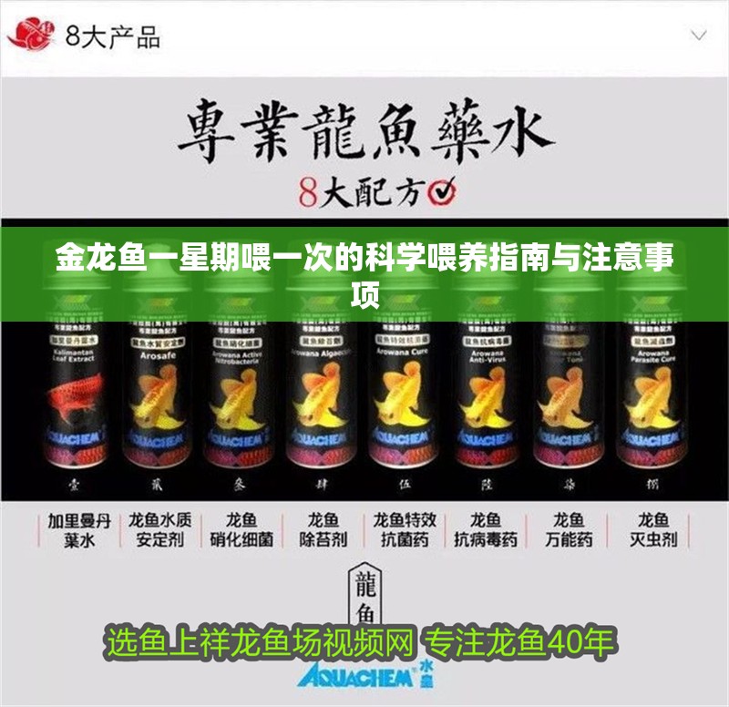 金龍魚一星期喂一次的科學(xué)喂養(yǎng)指南與注意事項(xiàng)