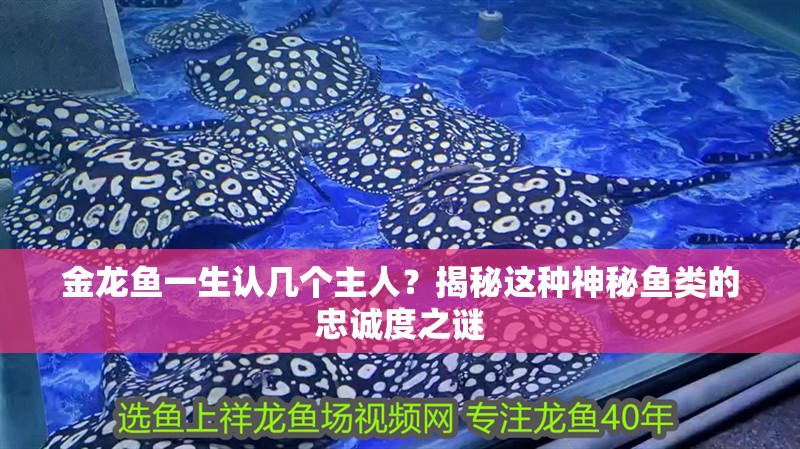 金龍魚一生認幾個主人？揭秘這種神秘魚類的忠誠度之謎