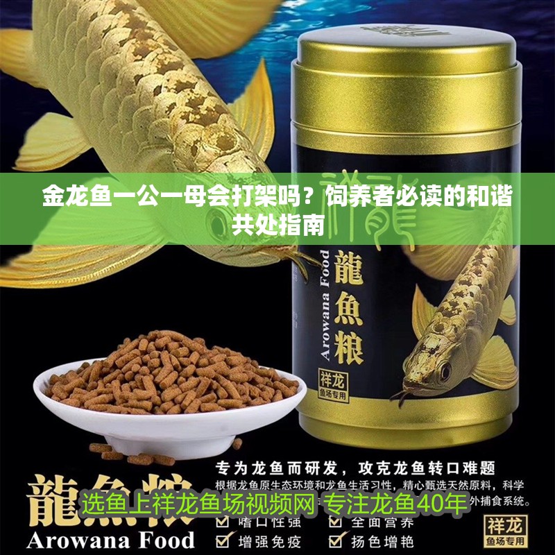 金龍魚一公一母會(huì)打架嗎？飼養(yǎng)者必讀的和諧共處指南