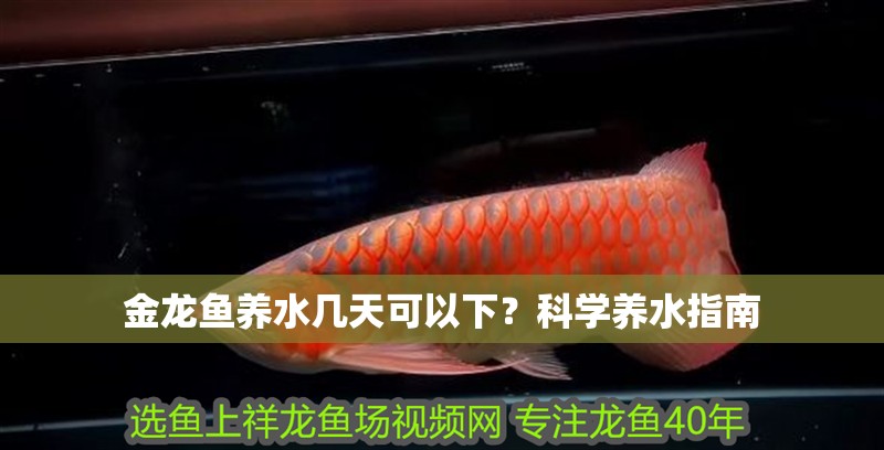 金龍魚養水幾天可以下？科學養水指南