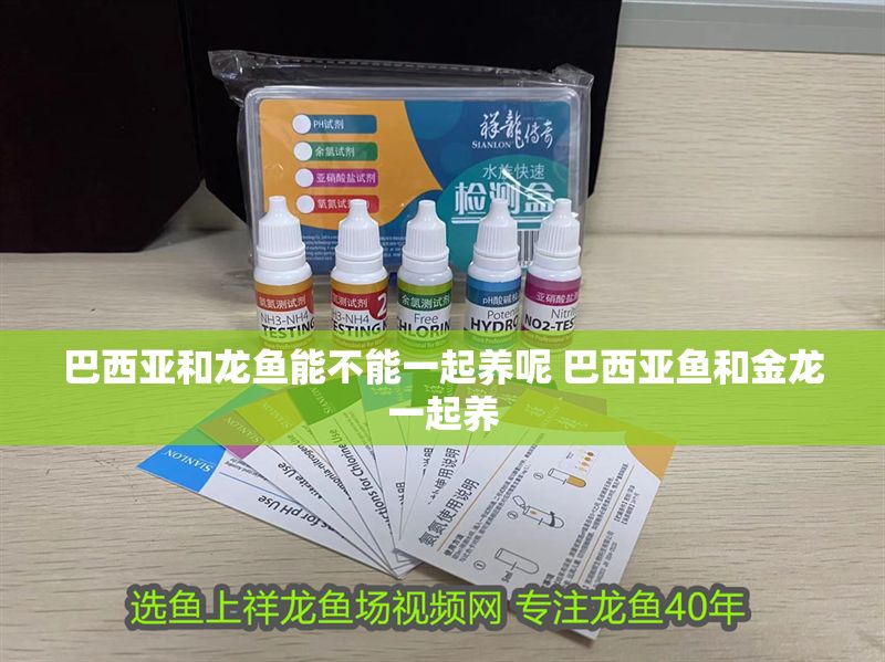 巴西亞和龍魚能不能一起養(yǎng)呢 巴西亞魚和金龍一起養(yǎng)
