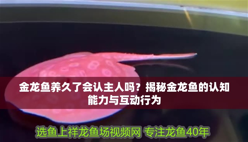 金龍魚養久了會認主人嗎？揭秘金龍魚的認知能力與互動行為 金龍魚養久了會認主人嗎？揭秘金龍魚的認知能力與互動行為 龍魚百科 第2張