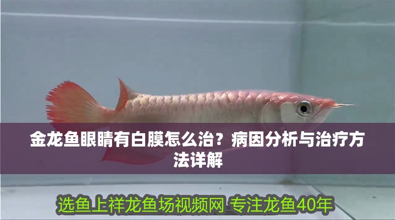 金龍魚眼睛有白膜怎么治？病因分析與治療方法詳解 金龍魚眼睛有白膜怎么治？病因分析與治療方法詳解 龍魚百科 第1張