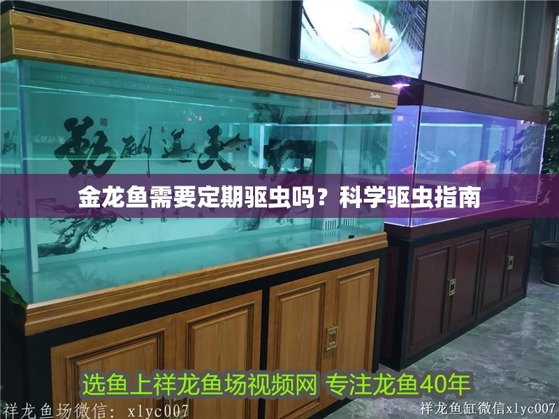 金龍魚需要定期驅(qū)蟲嗎？科學(xué)驅(qū)蟲指南