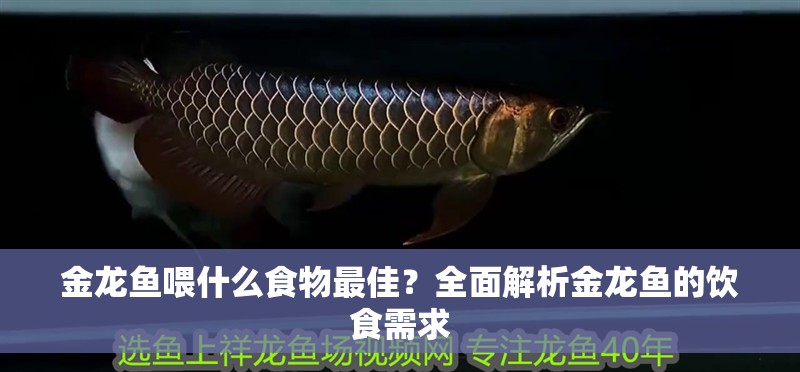 金龍魚喂什么食物最佳？全面解析金龍魚的飲食需求