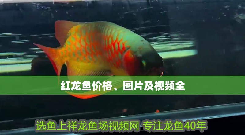 紅龍魚價格、圖片及視頻全 紅龍魚價格、圖片及視頻全 水族問答