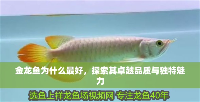 金龍魚為什么最好，探索其卓越品質與獨特魅力 金龍魚為什么最好，探索其卓越品質與獨特魅力 龍魚百科 第1張