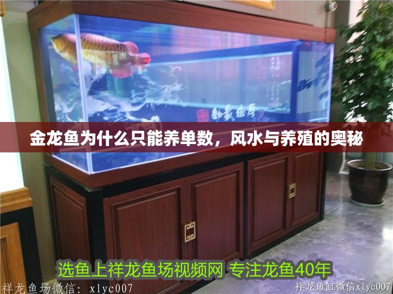 金龍魚為什么只能養單數，風水與養殖的奧秘 金龍魚為什么只能養單數，風水與養殖的奧秘 龍魚百科 第1張