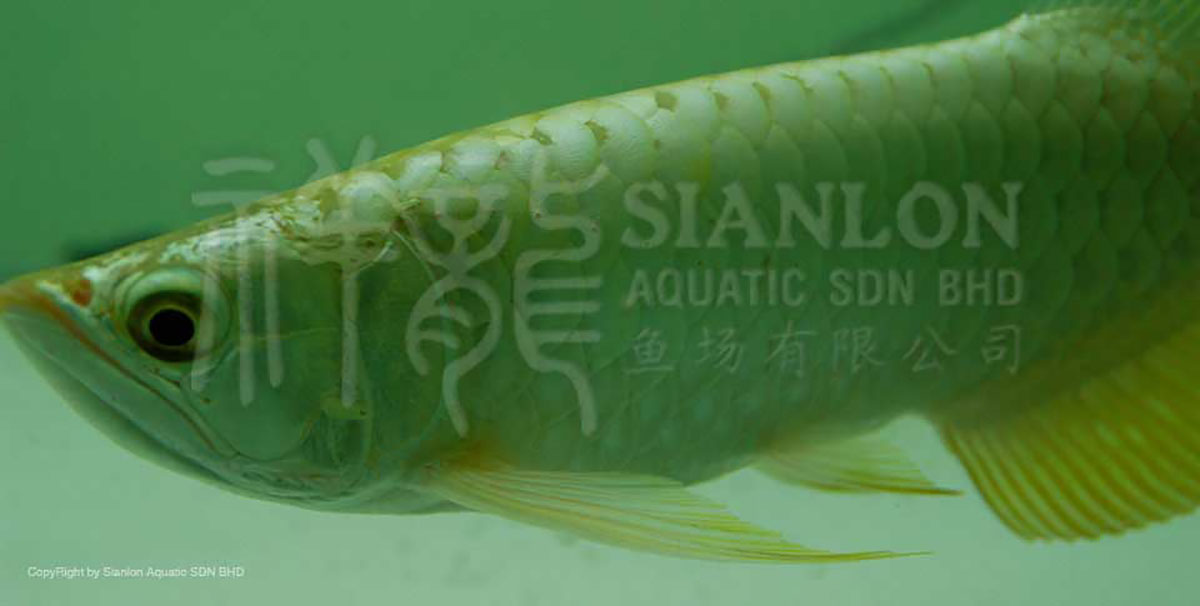 藍底金龍魚適合新手養殖嗎？