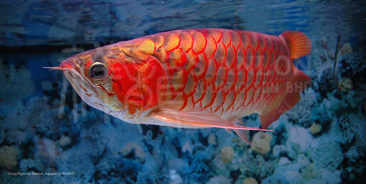 龍魚(yú)與地圖魚(yú)混養(yǎng)(地圖和龍魚(yú)一起養(yǎng)嗎)