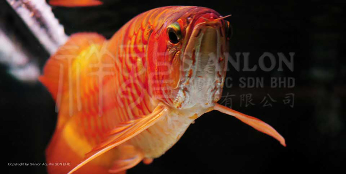 魚缸過濾系統(tǒng)制作魚缸過濾系統(tǒng)制作魚缸過濾系統(tǒng)制作方法：生態(tài)魚缸制作方法