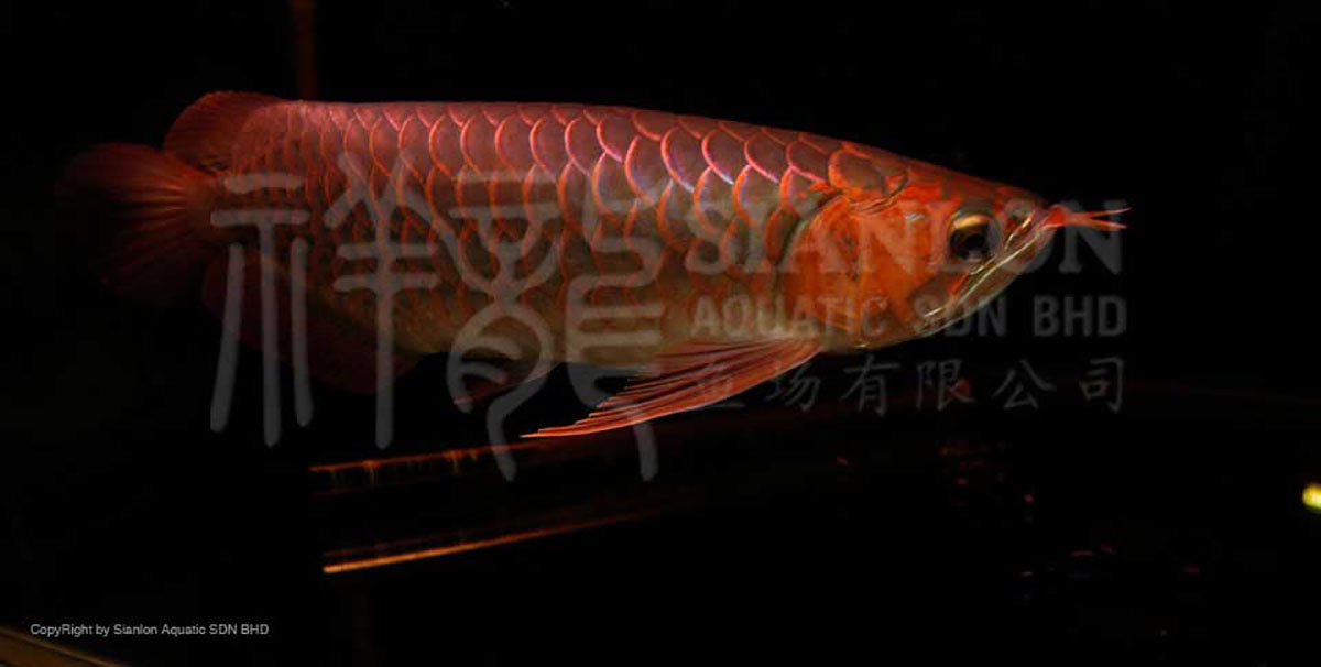 魚鰓寄生蟲的治療方法有哪些，觀賞魚鰓寄生蟲的治療方法