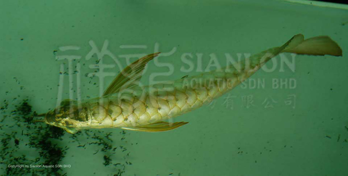 小米魚缸童鎖開關：小米智能魚缸童鎖功能詳情