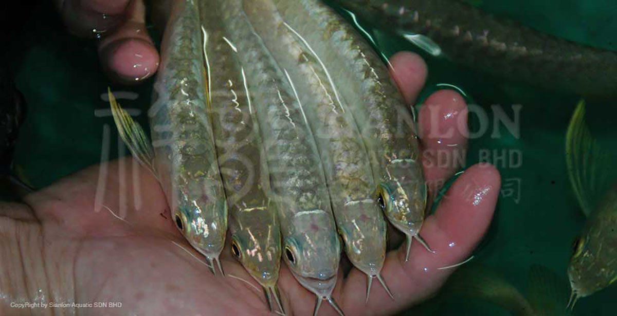 龍魚廣東銷售公司招聘（金龍魚廣東銷售公司招聘）