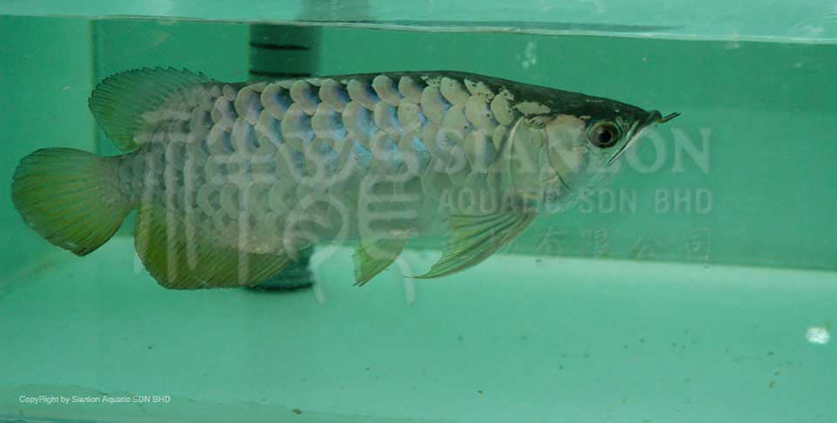 銀龍魚突眼病怎么治（銀龍魚蒙眼病圖片）