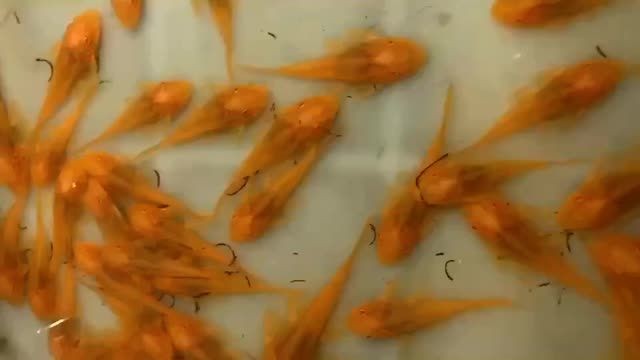 女王大帆魚苗批發(fā)：大帆魚苗批發(fā)女王大帆魚苗批發(fā) 女王大帆魚苗批發(fā)：大帆魚苗批發(fā)女王大帆魚苗批發(fā) 女王大帆魚