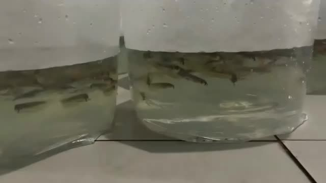 本地自提1萬條銀龍苗養大好賺錢：本地自提1萬條銀龍苗養大好賺錢好賺錢 本地自提1萬條銀龍苗養大好賺錢：本地自提1萬條銀龍苗養大好賺錢好賺錢 養殖場魚苗批發