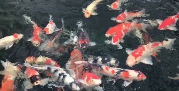 名貴錦鯉魚——珍稀品種,身價不菲,水中貴族展現(xiàn)無與倫比的華美!