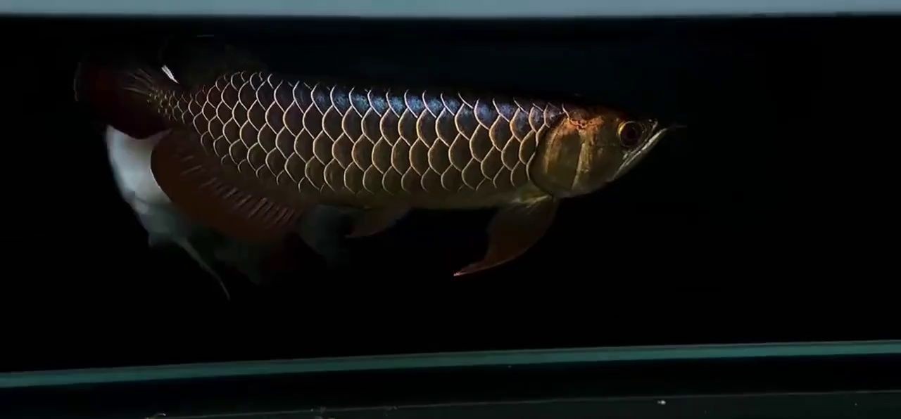 [2025]巧克力過背金龍魚：珍稀品種，水族界的奢華之選，探秘其高昂價格背后的魅力，2025.7.19巧克力過背金龍魚，珍稀奢華，揭秘天價背后的極致 [2025]巧克力過背金龍魚：珍稀品種，水族界的奢華之選，探秘其高昂價格背后的魅力，2025.7.19巧克力過背金龍魚，珍稀奢華，揭秘天價背后的極致 龍魚論壇