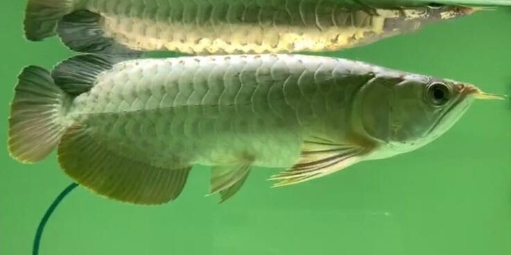 藍(lán)珀藍(lán)底過(guò)背金龍魚7，祥龍魚場(chǎng)品牌龍魚，藍(lán)珀藍(lán)底過(guò)背金龍魚，藍(lán)珀金龍魚，祥龍魚場(chǎng)品牌之藍(lán)底過(guò)背珍品展示 藍(lán)珀藍(lán)底過(guò)背金龍魚7，祥龍魚場(chǎng)品牌龍魚，藍(lán)珀藍(lán)底過(guò)背金龍魚，藍(lán)珀金龍魚，祥龍魚場(chǎng)品牌之藍(lán)底過(guò)背珍品展示 藍(lán)底過(guò)背金龍魚