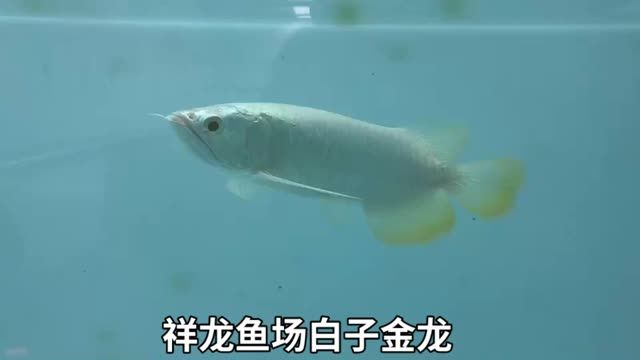 白子金龍魚視頻欣賞,白子金龍魚視頻欣賞目前產(chǎn)量并不多,目前產(chǎn)量并不多,珍稀白子金龍魚觀賞,稀有魚類的視覺盛宴,珍稀白子金龍魚,產(chǎn)量稀少的視覺盛宴,珍稀白子金龍魚,產(chǎn)量稀少的視覺盛宴