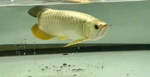珍稀之尊,賽級之選:金頭過背金龍魚彰顯魅力