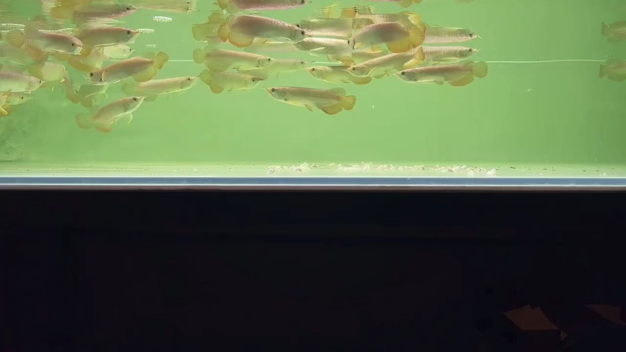 小金龍魚苗：小金龍魚苗是指體長(zhǎng)在5至10厘米之間的小型鯉魚品種 小金龍魚苗：小金龍魚苗是指體長(zhǎng)在5至10厘米之間的小型鯉魚品種 養(yǎng)殖場(chǎng)魚苗批發(fā)