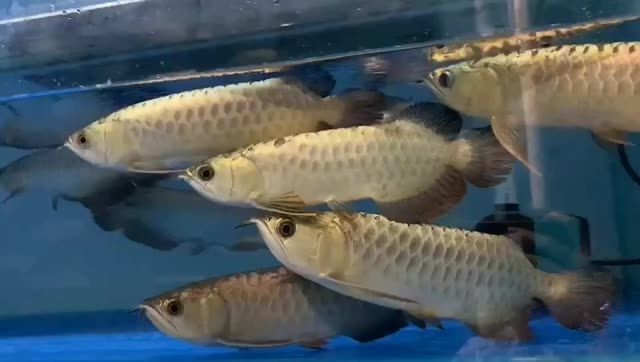 大過背金龍魚：大過背金龍魚的養殖方法 大過背金龍魚：大過背金龍魚的養殖方法 過背金龍魚