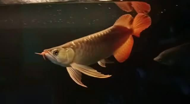 35公分祥龍赫舞紅龍魚，35公分祥龍赫舞紅龍魚新型水族箱裝飾，35公分祥龍赫舞紅龍魚，水族箱新寵裝飾，35公分祥龍赫舞紅龍魚，水族箱新寵裝飾
