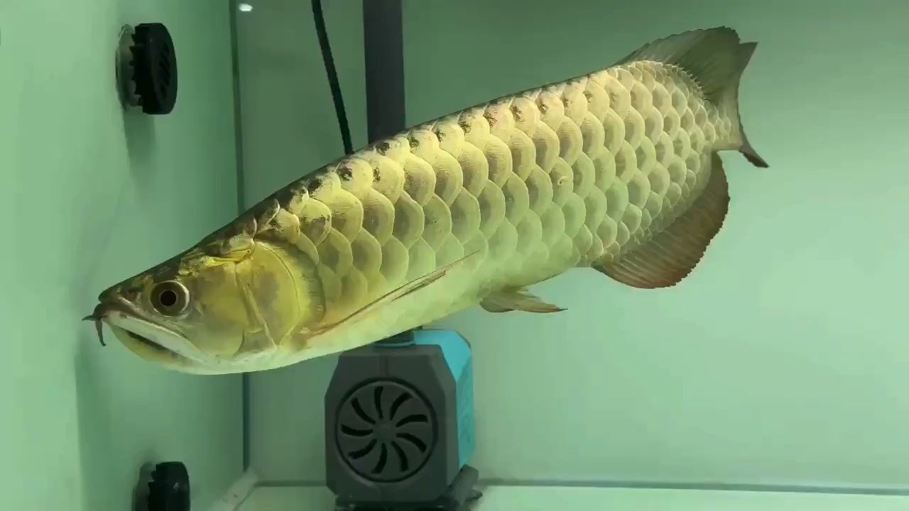 2025鯊魚嘴過背金龍，2025年“鯊魚嘴過背金龍”動物引起公眾注意，2025年‘鯊魚嘴過背金龍’罕見動物引發(fā)全球關(guān)注