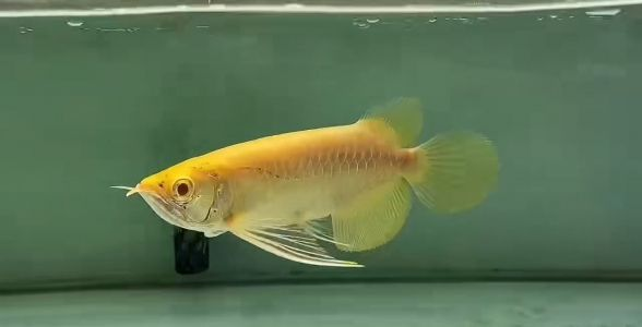 品味獨特,價值非凡,白子金龍魚成觀賞魚市場新寵,白子金龍魚,觀賞魚市場的新寵兒