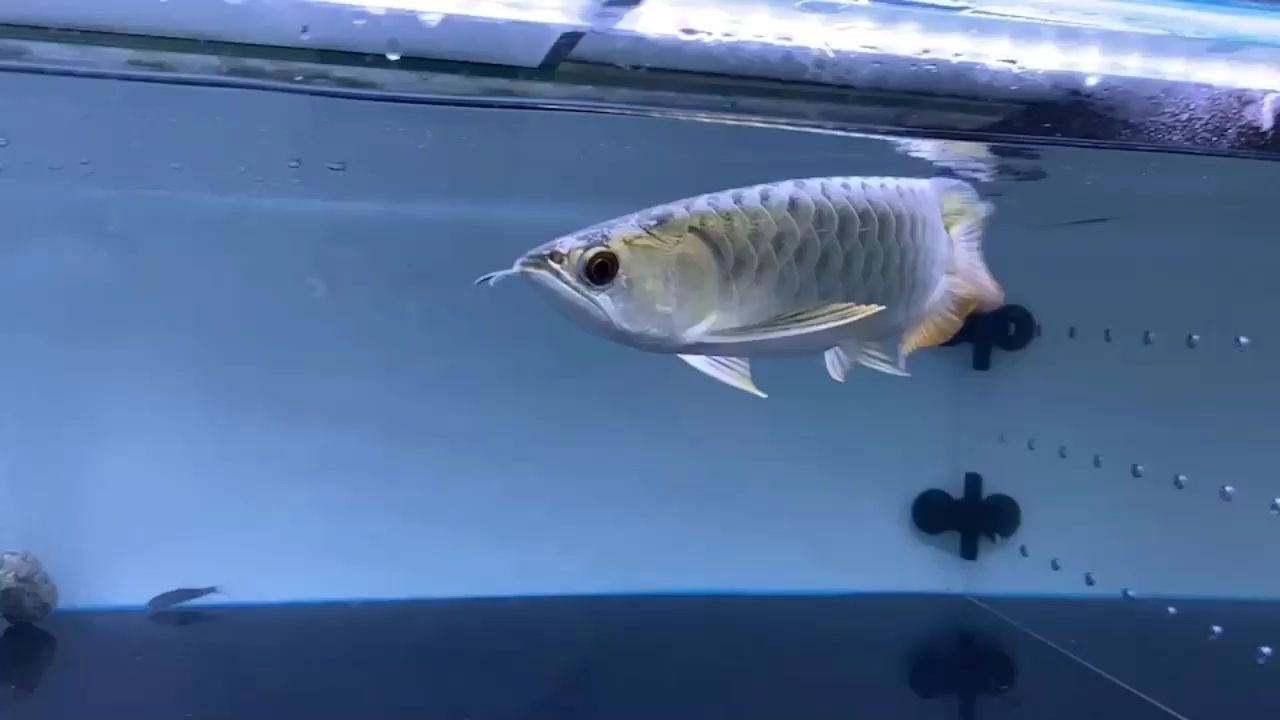 藍底過背金龍魚（藍珀品牌），藍底過背金龍魚(藍珀品牌)，探索藍底過背金龍魚，藍珀品牌的獨特魅力