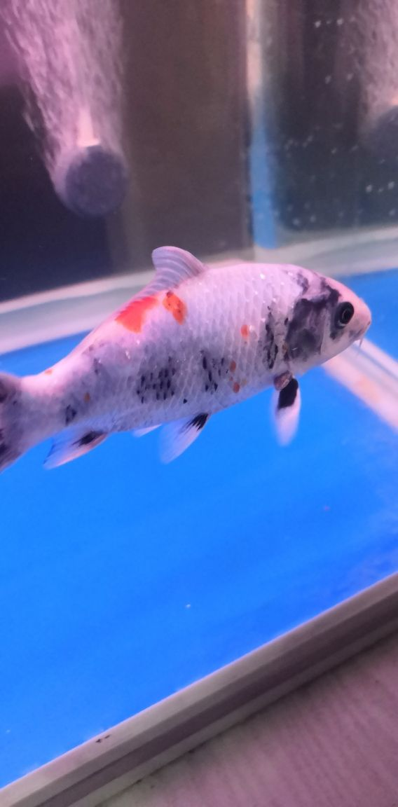 龍魚擺件最忌三種東西：龍魚擺件最忌三種東西