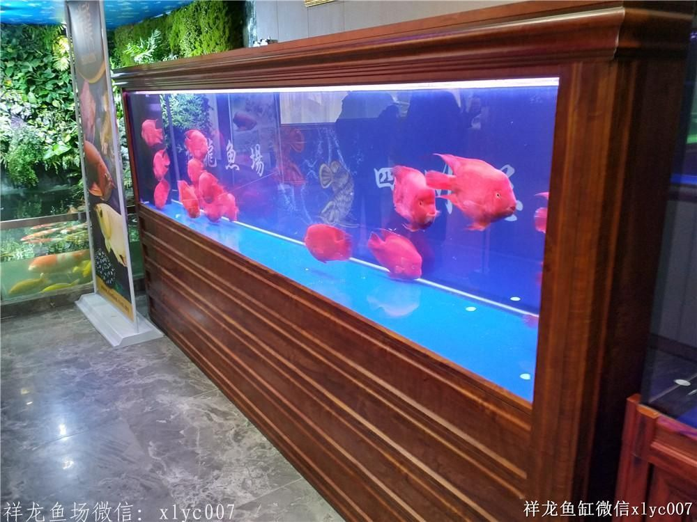 祥龍Sianlon魚缸——品質(zhì)卓越,設(shè)計創(chuàng)新,為您打造夢幻水族館新體驗!