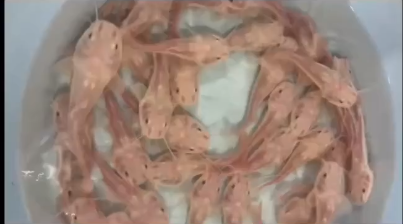 黃金貓魚苗，觀賞魚養(yǎng)殖戶盈利理想選擇：關(guān)于黃金貓魚苗的一些詳細信息