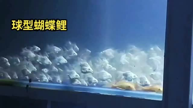 球型蝴蝶鯉魚苗批發：水產養殖業的重要品種：球型蝴蝶鯉魚苗批發