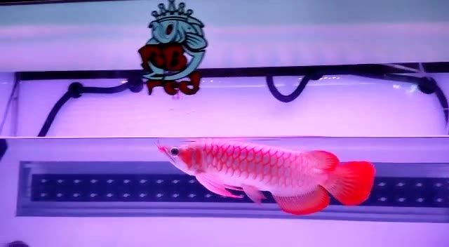 超血紅龍魚20251020：超血紅龍魚2025年10月20日表現(xiàn)