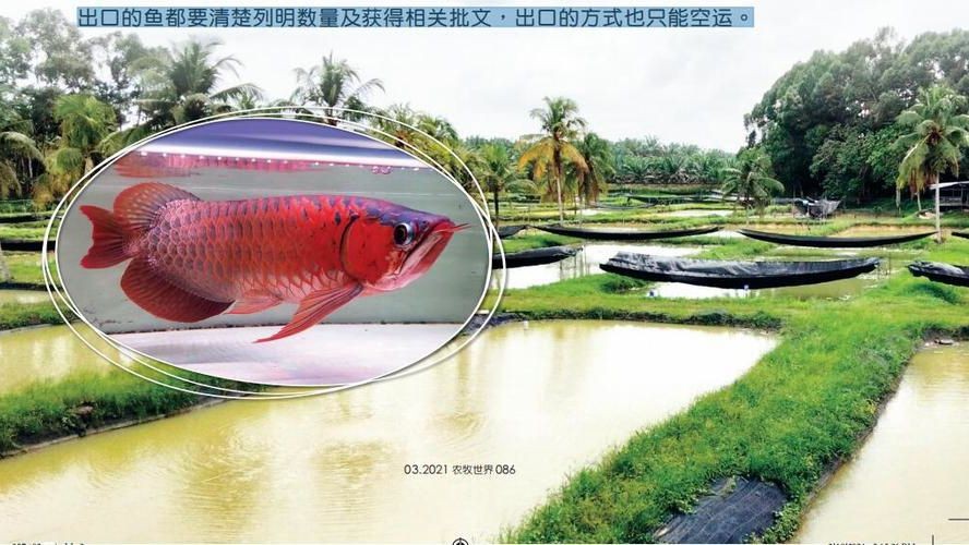 祥龍魚場：從柔佛州走向世界，熱帶觀賞魚養殖的領航者：從柔佛州走向世界，熱帶觀賞魚養殖的領航者 祥龍魚場：從柔佛州走向世界，熱帶觀賞魚養殖的領航者：從柔佛州走向世界，熱帶觀賞魚養殖的領航者 金龍魚