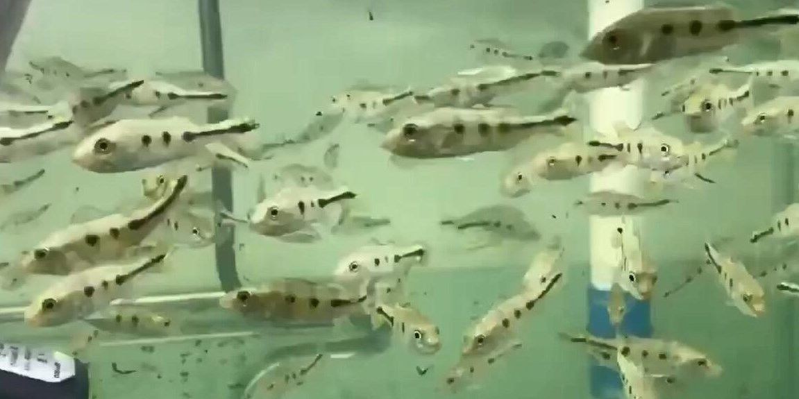 詳細閱讀:巴西亞小苗:巴西亞小苗是巴西亞熱帶雨林中特有的一種植物 巴西亞小苗:巴西亞小苗是巴西亞熱帶雨林中特有的一種植物