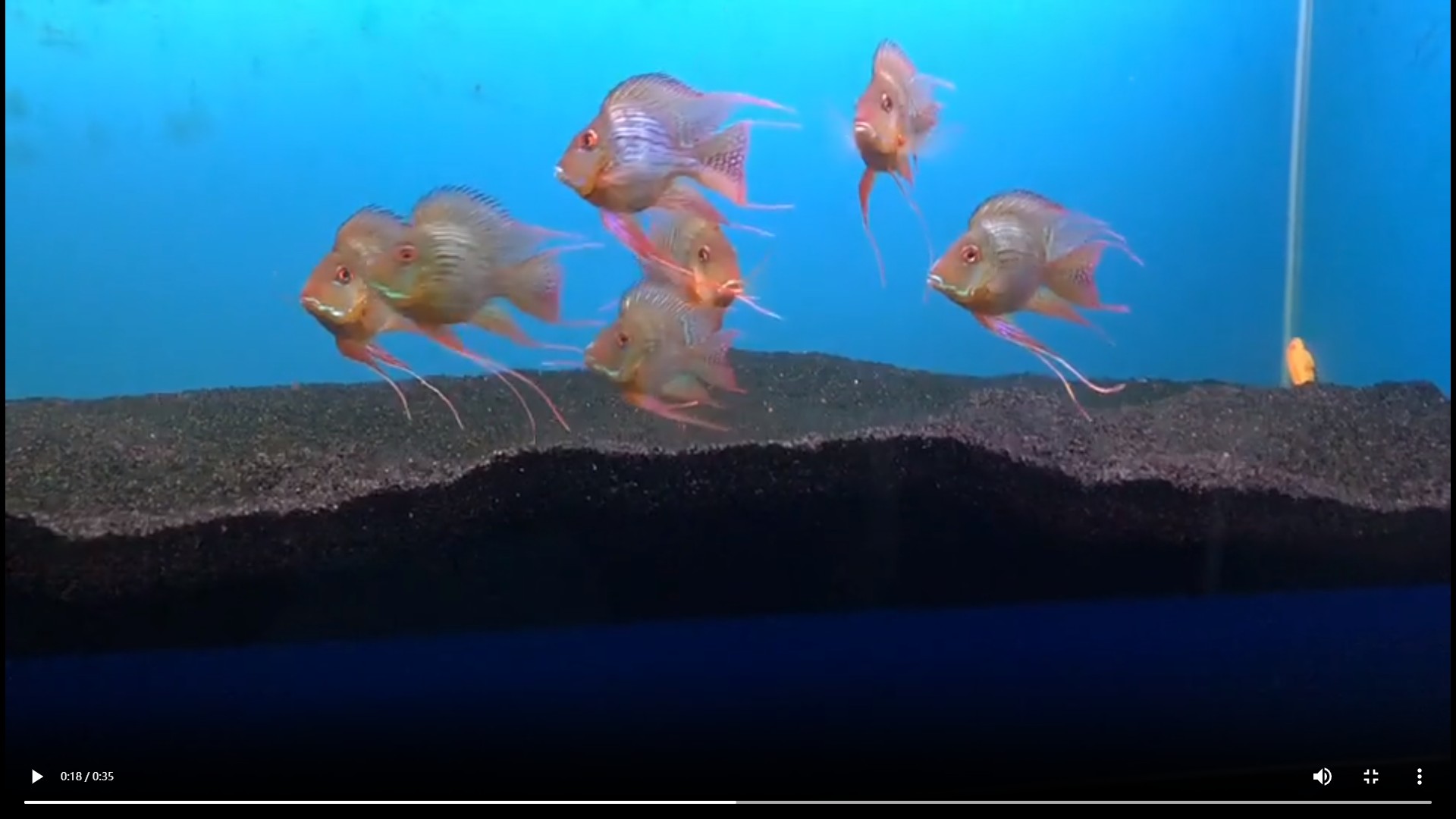 詳細閱讀:祥龍進口元寶鳳凰魚,祥龍進口元寶鳳凰魚,珍稀水族的奢華展示 祥龍進口元寶鳳凰魚,祥龍進口元寶鳳凰魚,珍稀水族的奢華展示