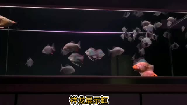 進(jìn)口元寶鳳凰魚(yú)、黑桃A魚(yú)、泰國(guó)鯽與紅龍魚(yú)混養(yǎng)實(shí)景展示