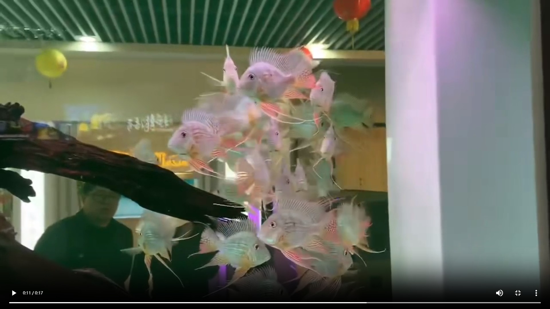 獨(dú)家揭秘，進(jìn)口元寶鳳凰魚的品種特性與高效飼養(yǎng)技巧