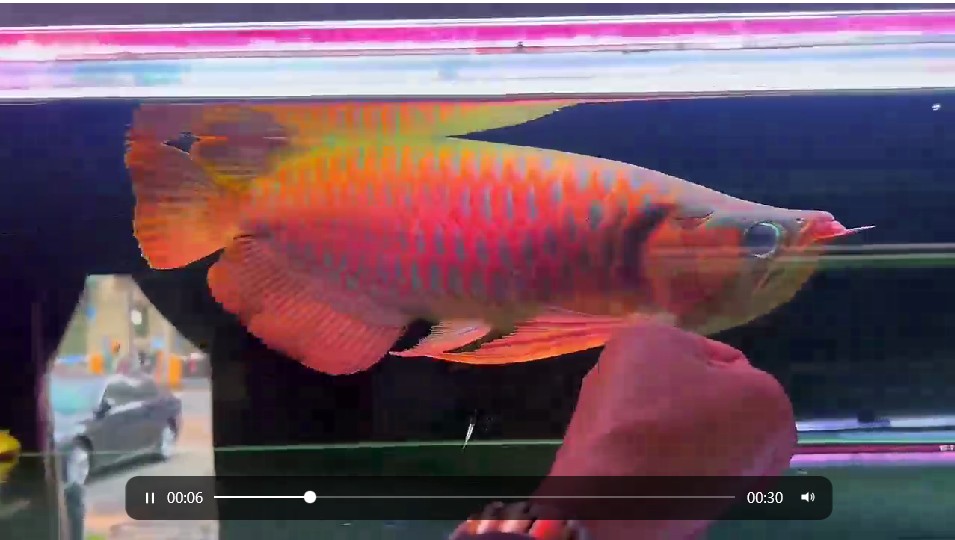 45cm戰車紅龍魚超級大尾大鰭，45cm戰車紅龍魚，超級大尾與大鰭展示