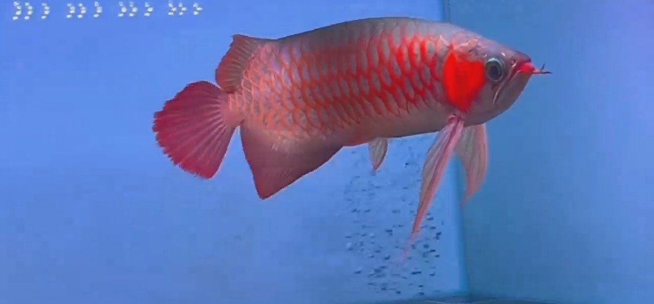 20250316超血紅龍魚，20250316超血紅龍魚，珍稀觀賞魚的魅力與養(yǎng)護(hù)