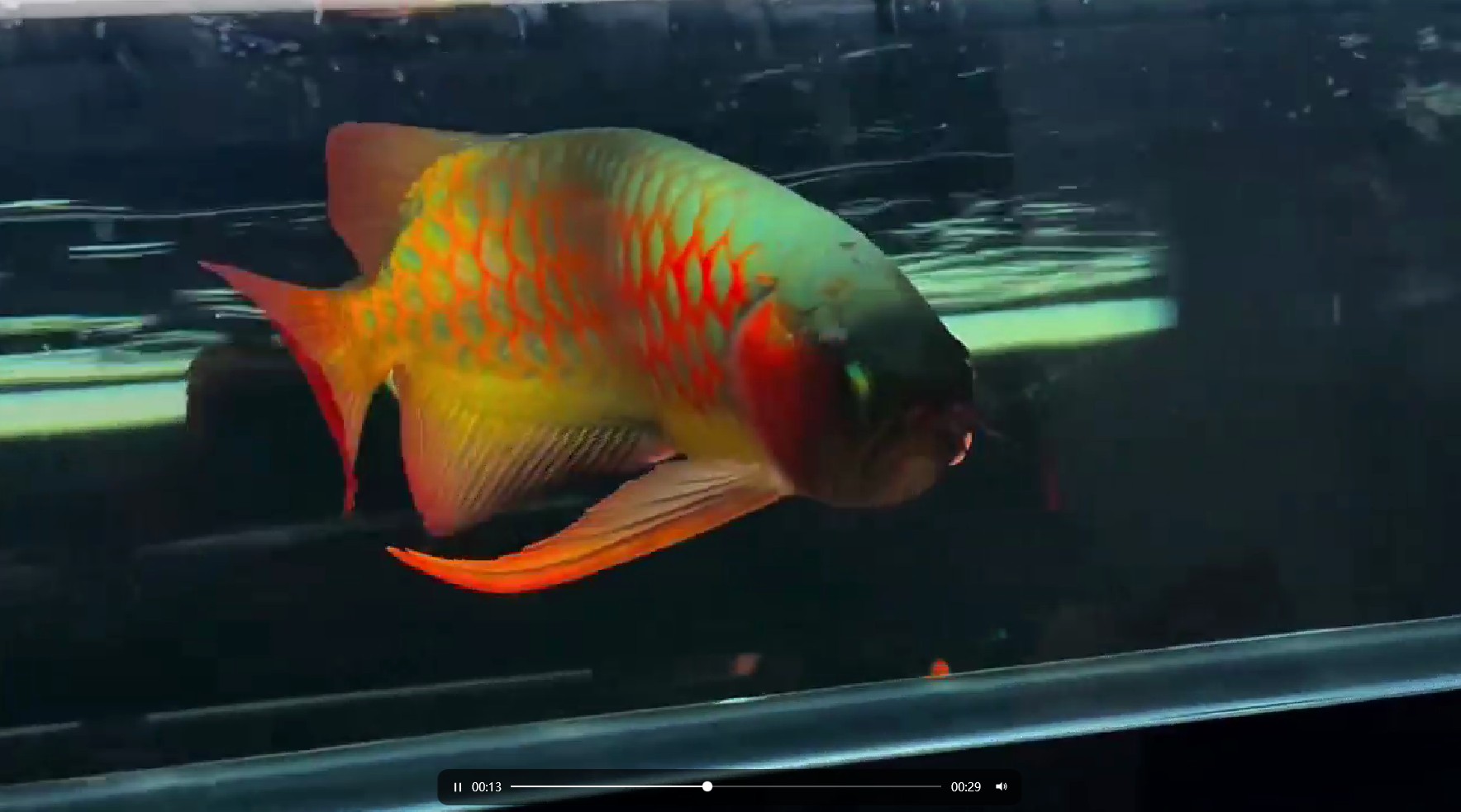 QQ20250316-141426.png [2025]20250315超血紅龍魚，20250315超血紅龍魚，珍稀品種的獨特魅力 龍魚論壇