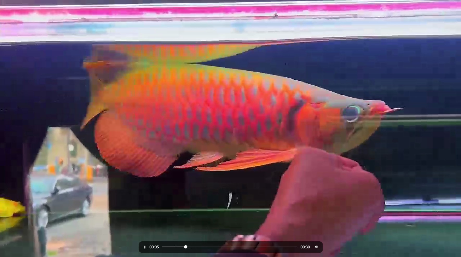 QQ20250316-141932.png 45公分鯊魚嘴戰車紅龍魚，大七鰭 戰車紅龍魚