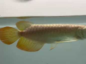 龍魚吃蜈蚣正確方法（龍魚可以吃蜈蚣嗎？）